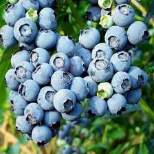 blue_berry_2.jpg