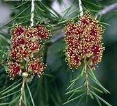 callistemon_burgandy_2.jpg