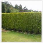 castlewellan_gold_3_1.jpg