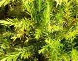 goldden_diosma_2.jpg