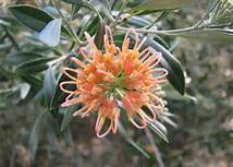 grev_apricot_glow_2.jpg
