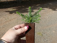 grev_mt_tamboritha_1.jpg