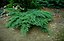 jun_sab_green_conifer1.jpg