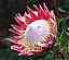 king_protea_1.jpg