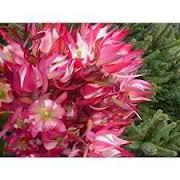 leauc_strawberry_1_1.jpg