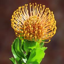 leaucospermum_1.jpg