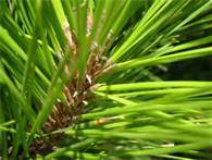 pine_5_1.jpg