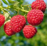 rapsberry_1_1.jpg
