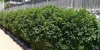 compact_lilly_pilly_2.jpg
