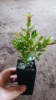 compact_lilly_pilly_3.jpg
