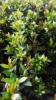 compacxt_lilly_pilly_4.jpg