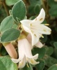 correa_white_7.jpg