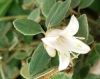 correa_white_9.jpg