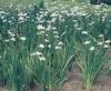 dietes_grandiflora_1.jpg