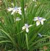 dietes_grandiflora_3.jpg