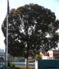 red_flowering_yellow_gum_1_1.jpg