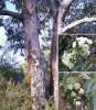 red_gum_2.jpg