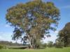 red_gum_3_1.jpg