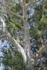 red_gum_4_1.jpg