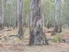 red_gum_5_1.jpg