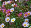 seaside_daisy_2.jpg