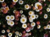 seaside_daisy_3.jpg