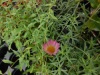 seaside_daisy_3_2_.jpg