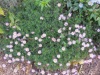 seaside_daisy_5.jpg