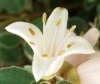 white_correa_1.jpg