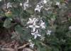 white_correa_2_1.jpg