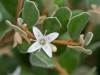 white_correa_3_1.jpg