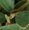 white_correa_6.jpg