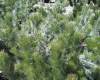 woolly_bush_3.jpg