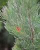 woolly_bush_4.jpg