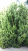 woolly_bush_4_2_.jpg