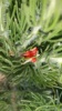 woolly_bush_5.jpg