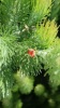 woolly_bush_8.jpg