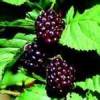 young_berry_2_1.jpg
