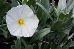 silverbush_2_.jpg