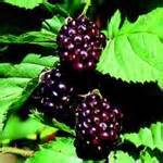 young_berry_2_1.jpg