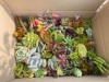 big-cuttings-boc_85.jpg