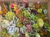 big-cuttings-box_76.jpg