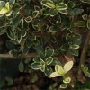 serissa-japonica.jpg