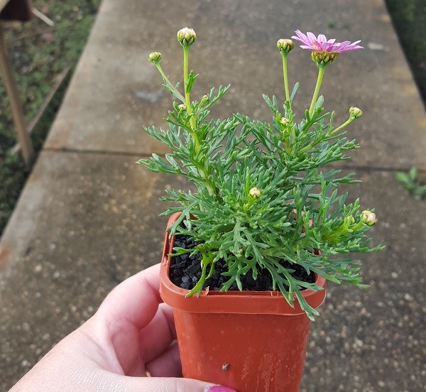 ARGYRANTHEMUM    Rose 