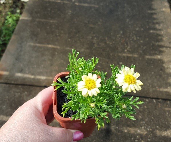 ARGYRANTHEMUM Yellow 3" Pot 