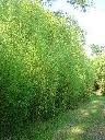 6 Golden Goddess Bamboo Bambusa