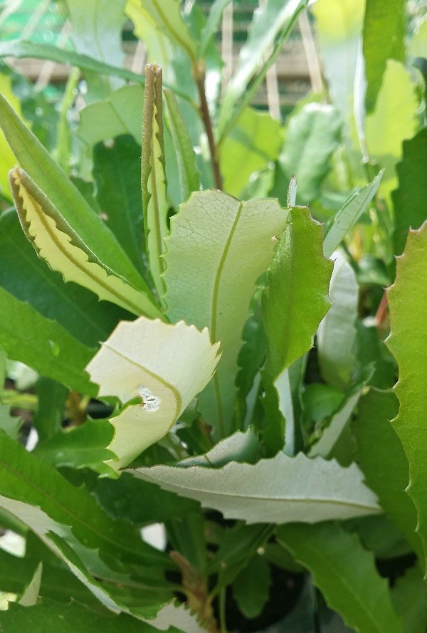 Banksia Marginata 