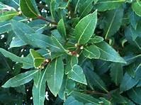 Bay Tree Laurus Noblis 