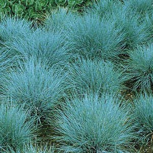  Blue Fescue