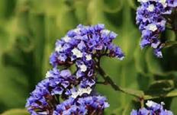 1x Blue statice Blue Perezzi 